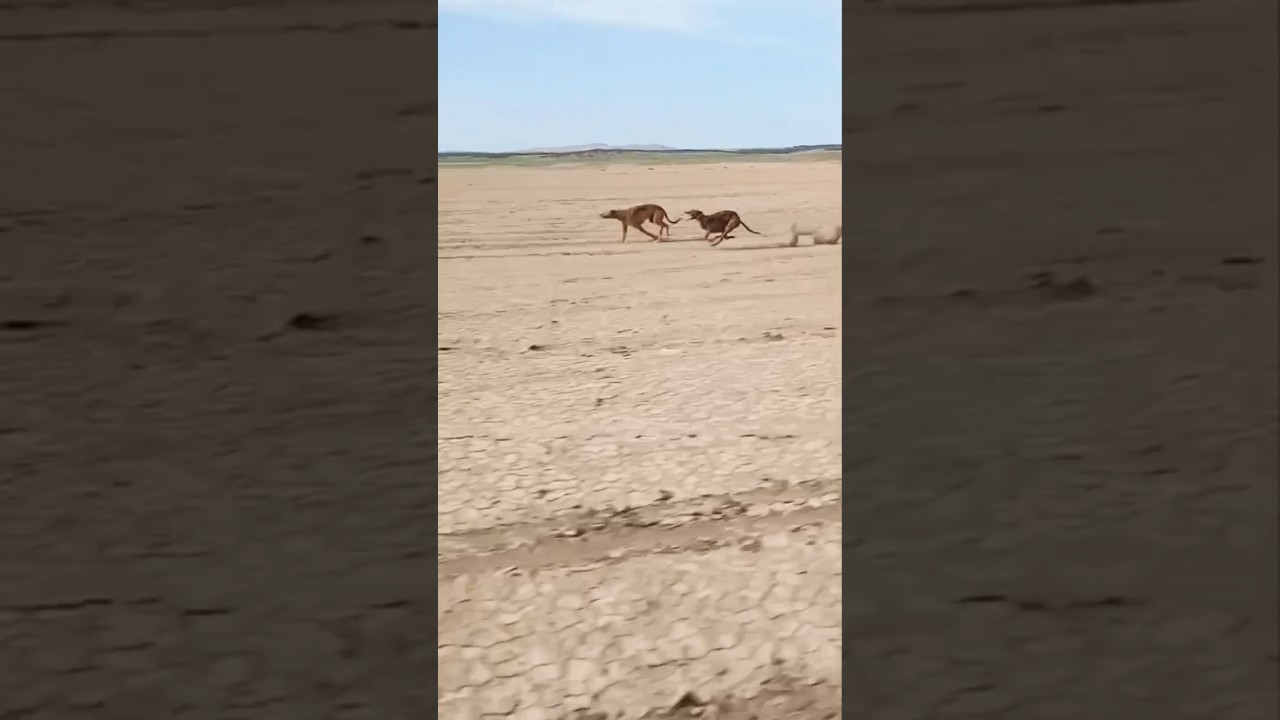 Saluki Dog track Race 2025 in desert Arab world #thedogs #horse #animals #greyhoundrace #tazi dog