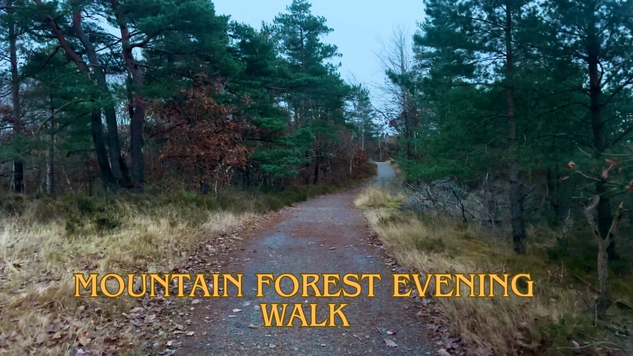 Sweden | Mountain Forest Evening Walk | 4k