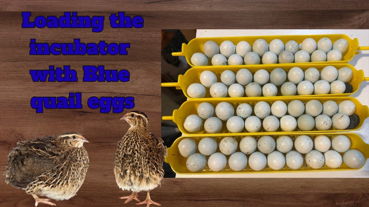 Quail Incubation Day 1 - Loading Eggs Properly for Maximum Hatch Rate