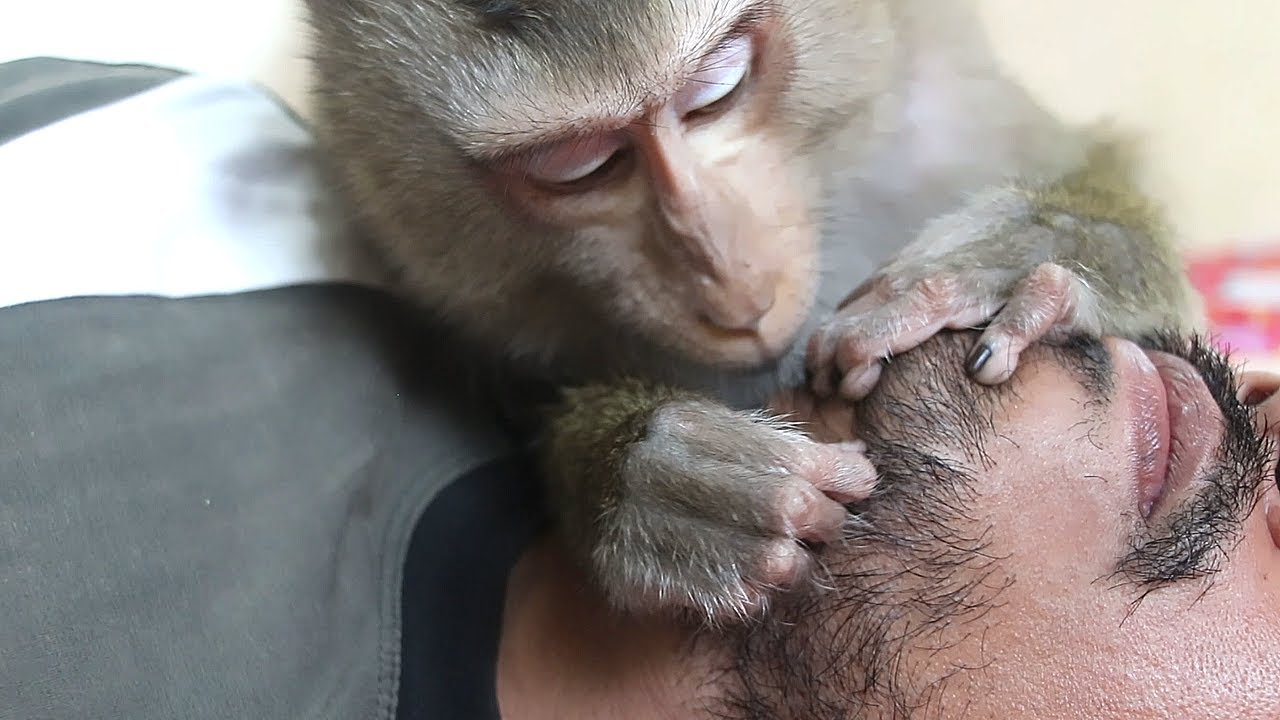 Bela's Soothing Grooming Everything Helps Dad Relax And Fall Asleep Peacefully