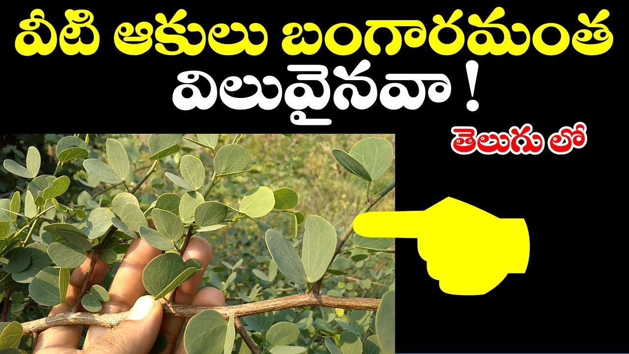 ఈ చెట్టు ఆకులు బంగారమంత విలువైనవా! || Amazing ! aare chettu uses in telugu
