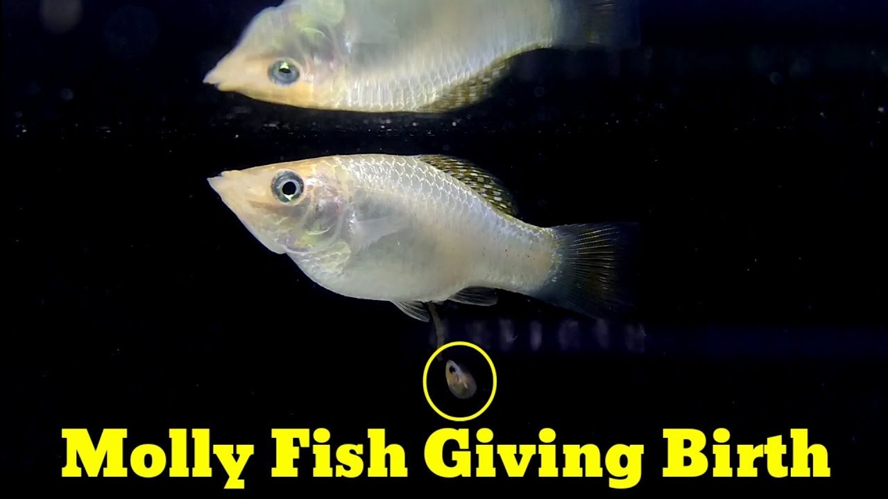 White Molly Fish Giving Birth