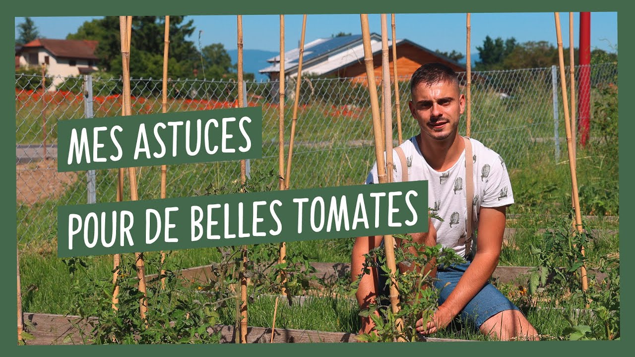 Réussir la culture de ses tomates, comment faire ? Mes conseils et astuces !