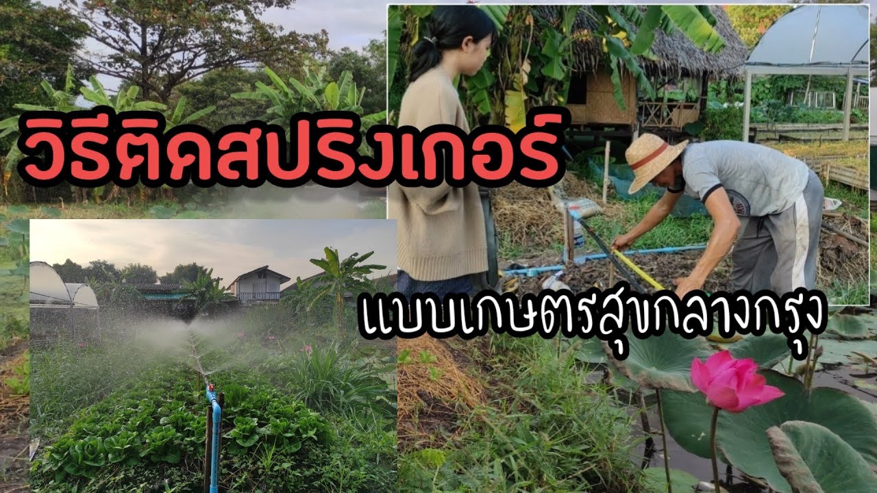 วิธีติดสปริงเกอร์ ระบบน้ำในสวน สปริงเกอร์ปลูกผักแปลงดิน
