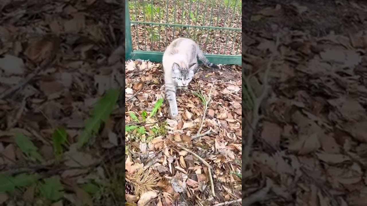 Gefahren, warum Katzen nicht alt werden. Part 2 / Catinfo