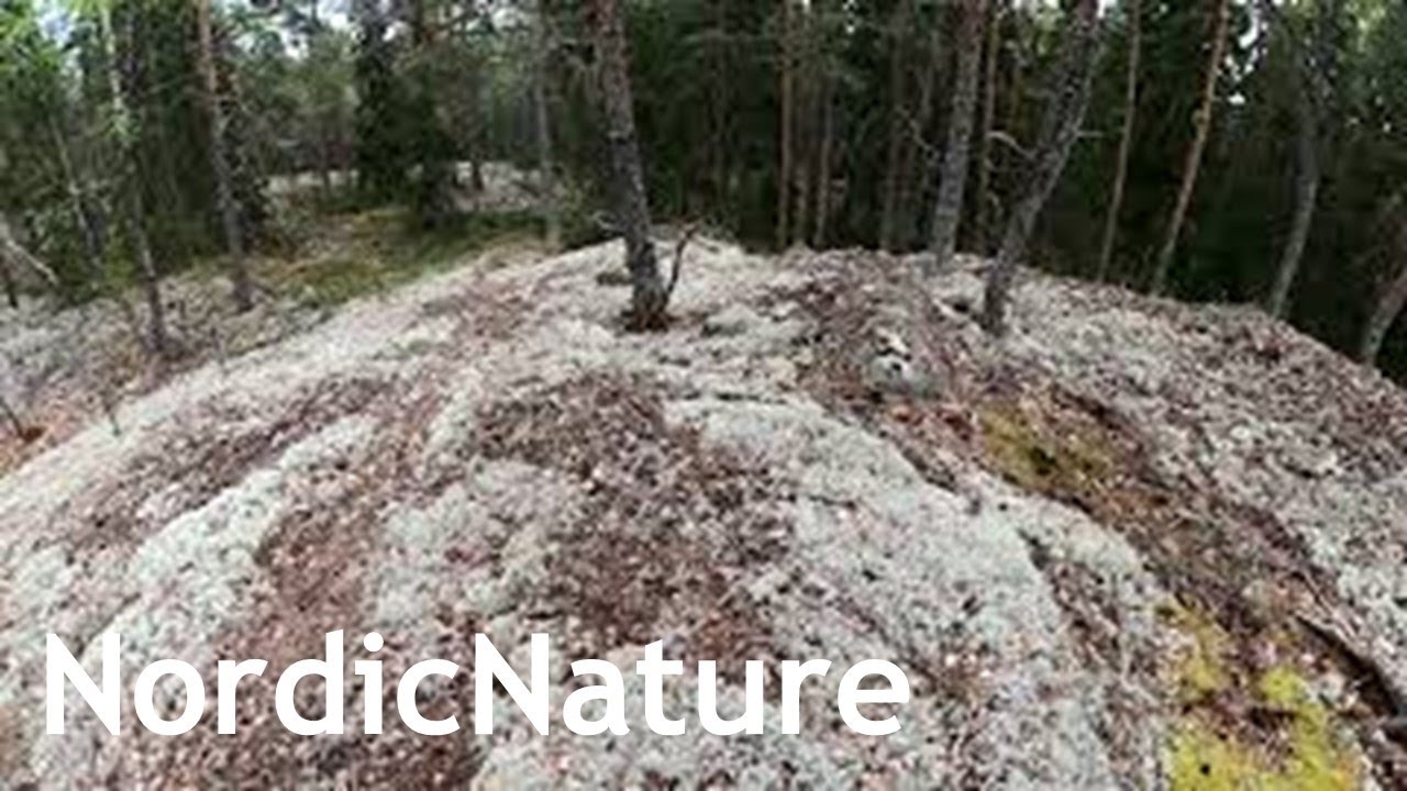 Game trail (moose and moose scat) through rocky Nordic landscape