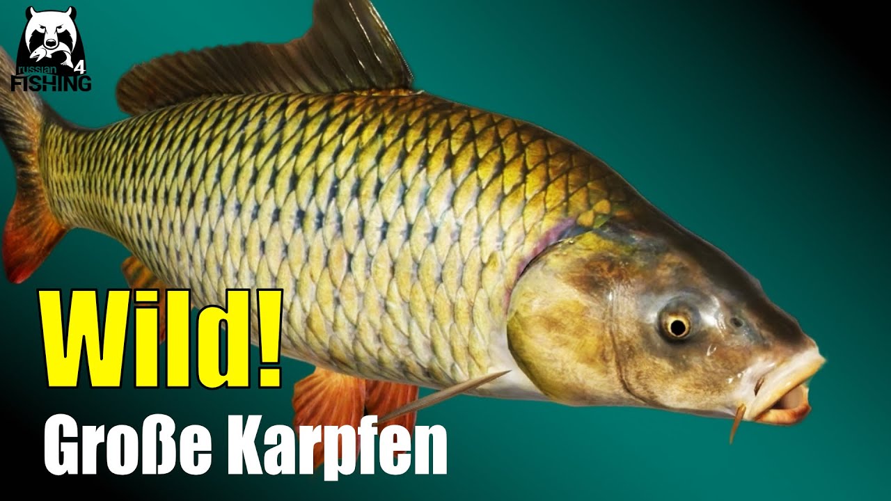 Russian Fishing 4 - Sura - Wildkarpfen drill und K&ouml;der test #rf4