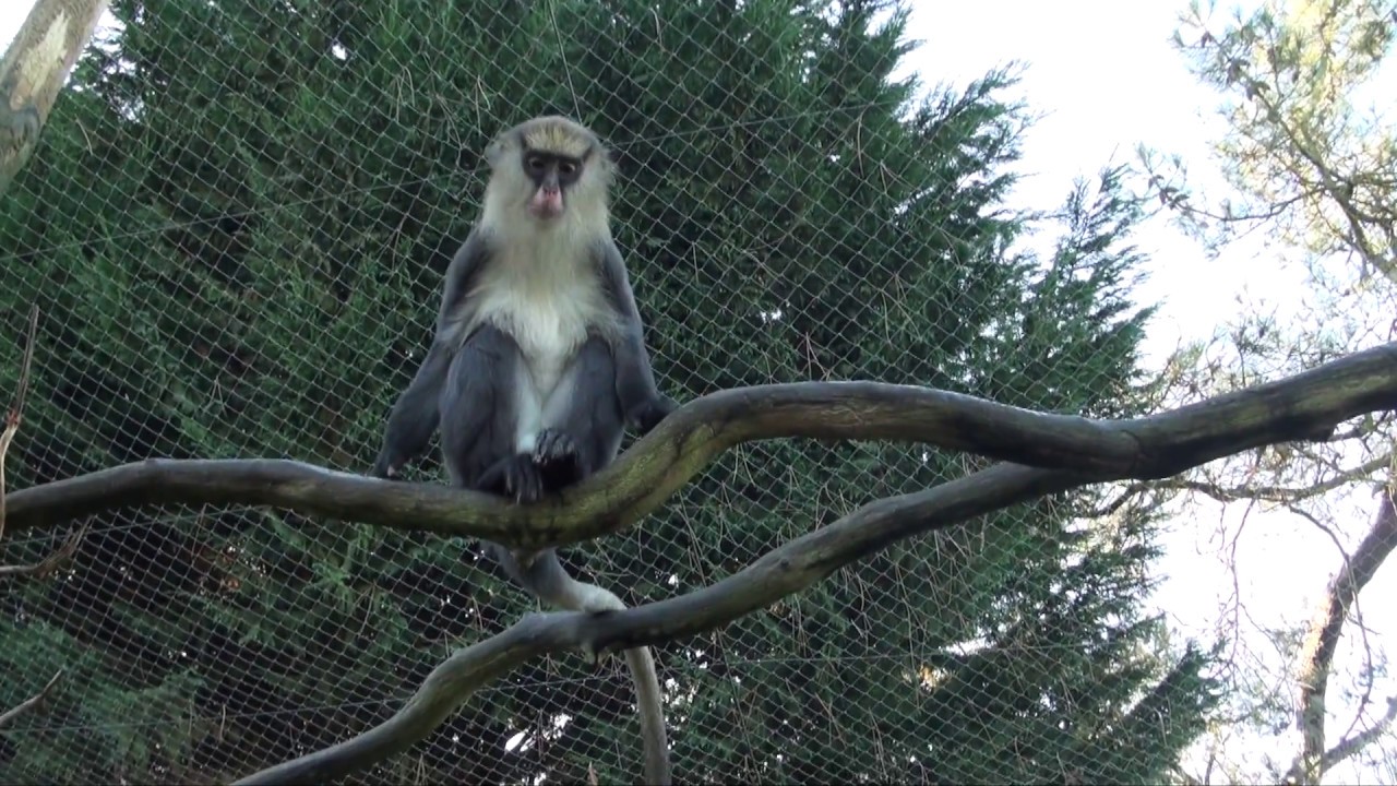 Bavard comme un singe