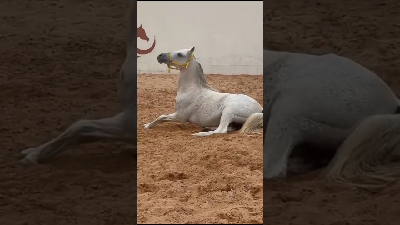 امونه عبدالله في اسطبل 😍