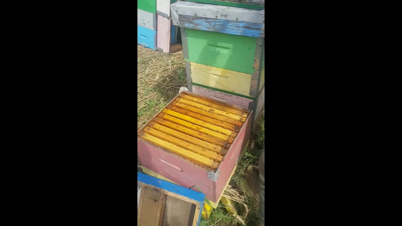 Rodna Voja na suncokretu | 3 nastavka meda + plodiste | 27.07.2020.