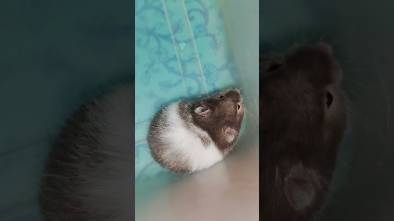 Hamster vlog video 