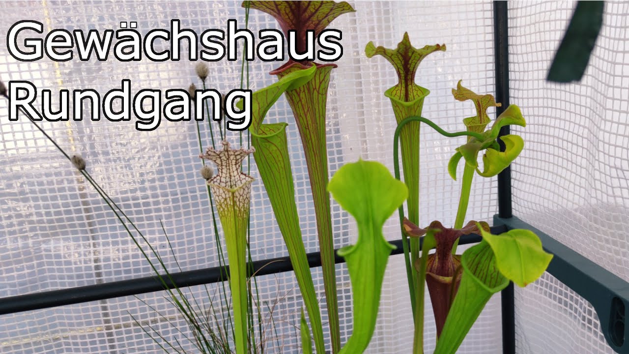 #46 Gewächshaus Rundgang im Mai
