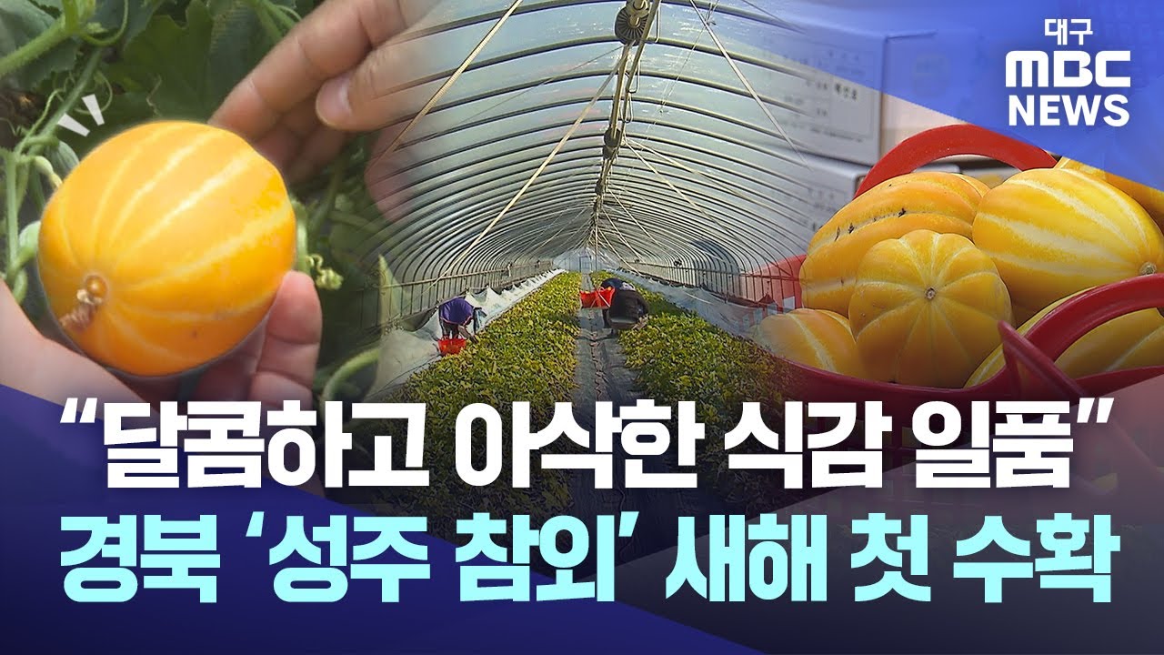 &ldquo;달콤하고 아삭한 식감 일품&rdquo; 경북 &lsquo;성주 참외&rsquo; 첫 수확 시작 | 대구MBC뉴스