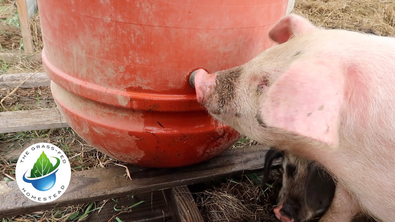 Training Pigs to Nipple Waterer