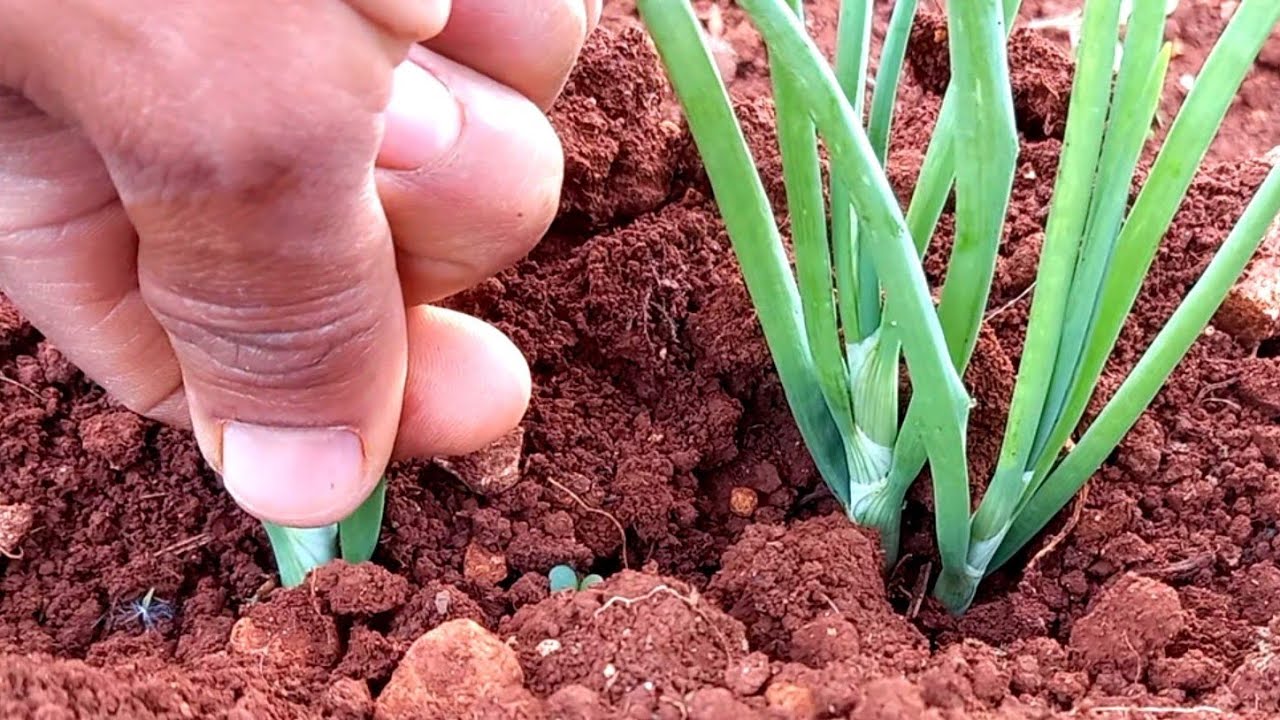 مافي اطيب من البصل البلدي شوفو كيف زرعته 🧅