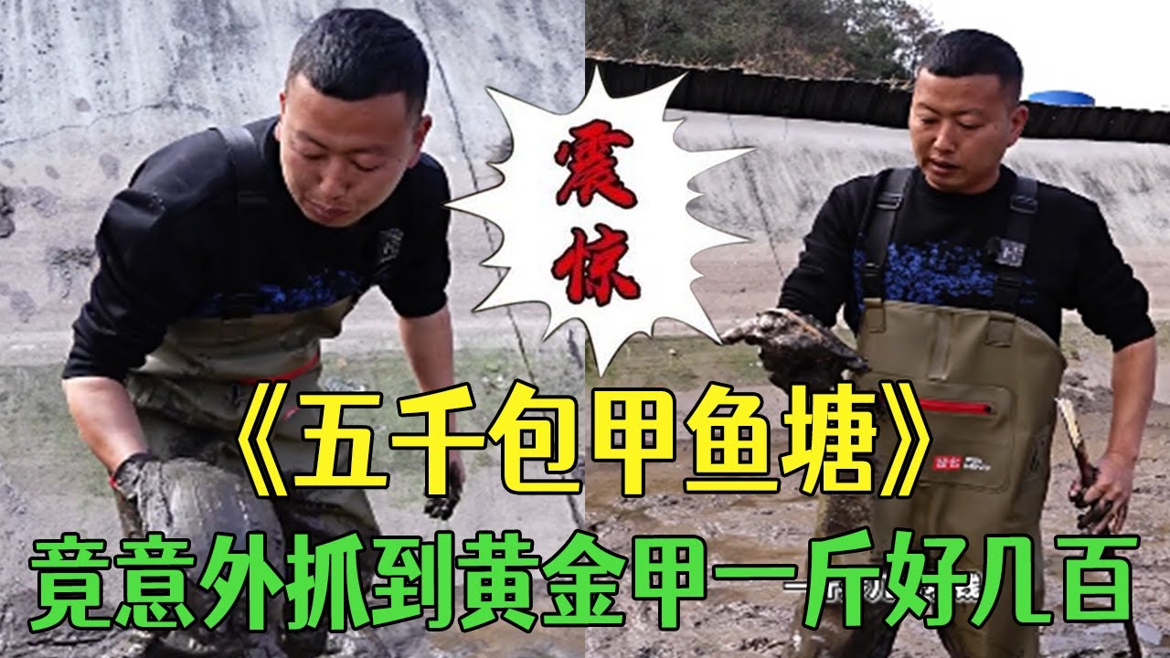 花5000去甲魚塘裏撿漏，竟意外抓到黃金甲，壹斤價值好幾百這運氣誰能比？#戶外  #三農  #鄉村守護人#小飛哥 #農村生活 #大熱門