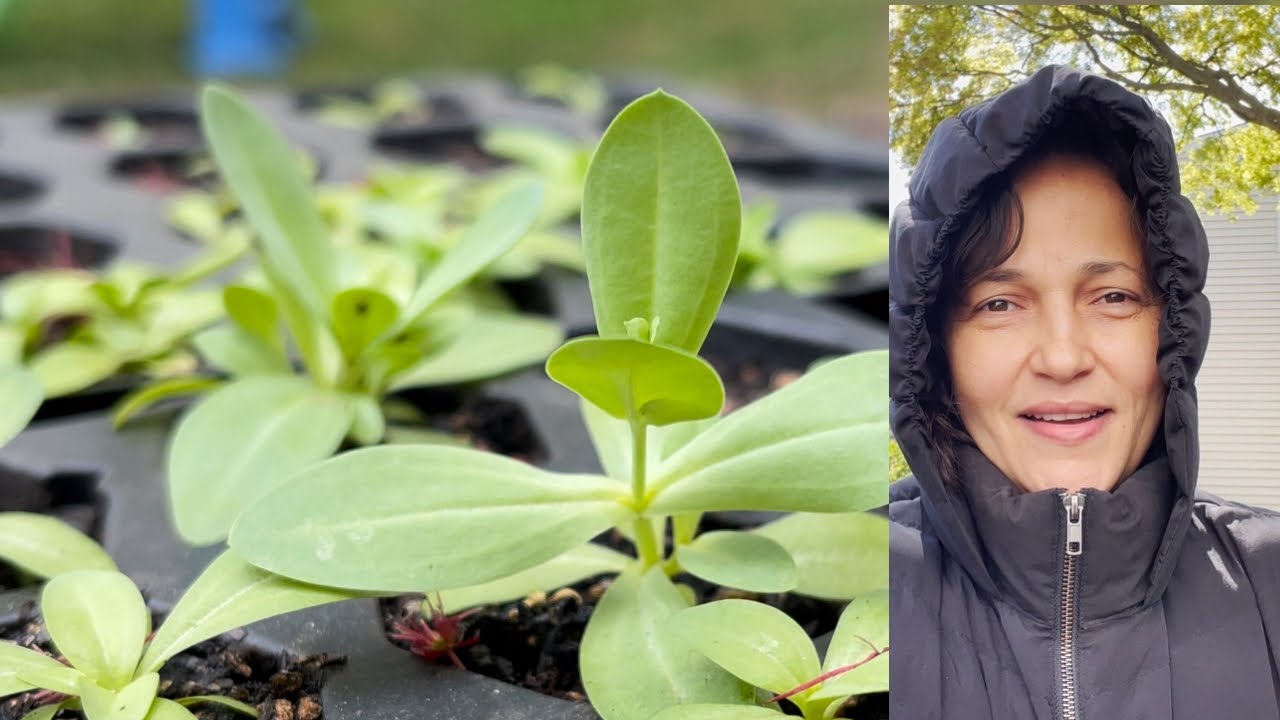 Como Plantar Mudas De Lizianthus!!💪🌱🐌🙏