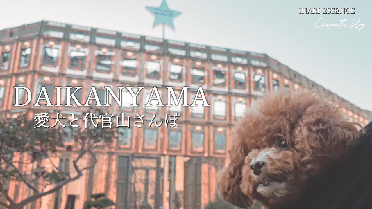 【4K Cinematic Vlog】わんこ天国 代官山さんぽ｜愛犬と高級ディナー&LA発ドーナツ店｜上質カフェ２選｜30代 独身 × トイプードル いなり