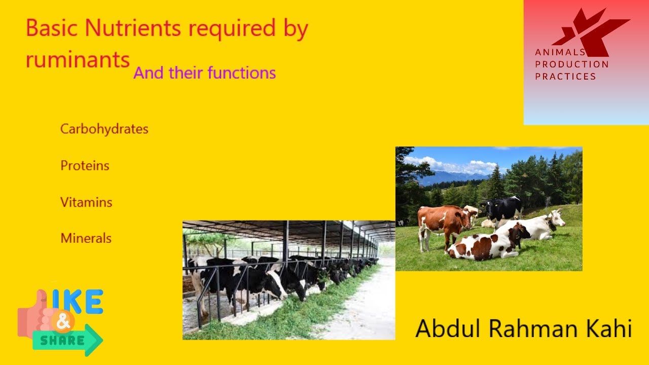 Nutrients in Ruminants | Protein| Vitamins| Minerals| Carbohydrate