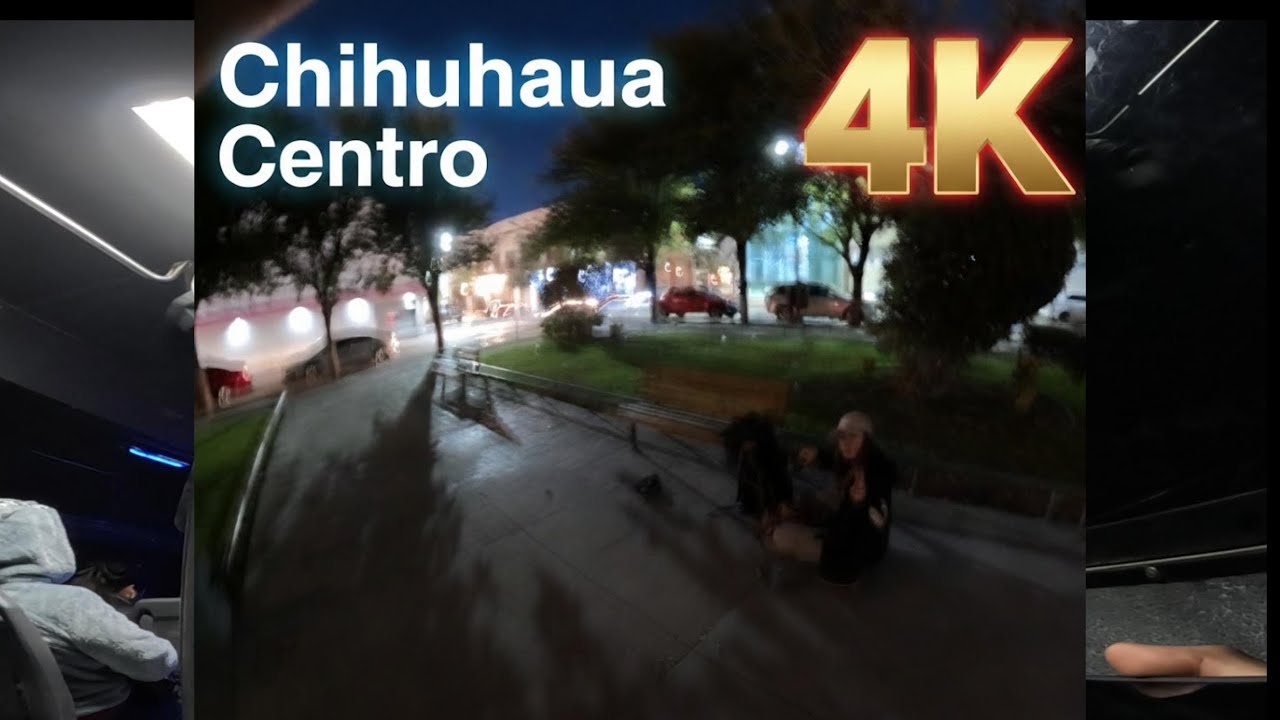 Chihuahua 4k