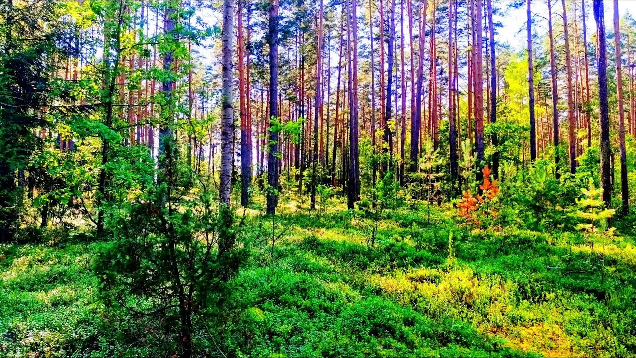 Звуки леса в формате 4K для успокоения 🌿 Умиротворяющее пение птиц и зелень для релаксации🌿