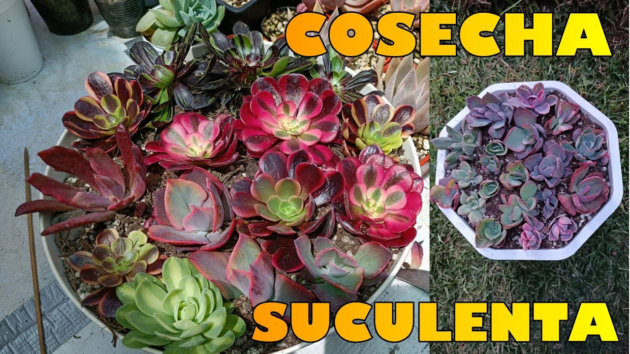 COSECHA SUCULENTA #suculentas #echeveria #aeonium