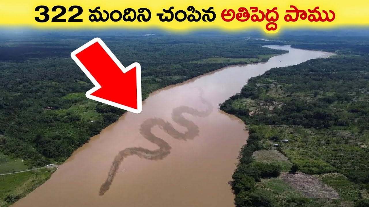 🔵 322 మంది, ఒక్క పాము  | amazon rainforest interesting animals facts in telugu | amazon forest