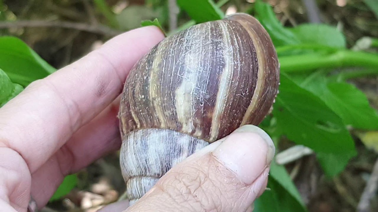 Hai Anh Em đi bắt Con Ốc Sên