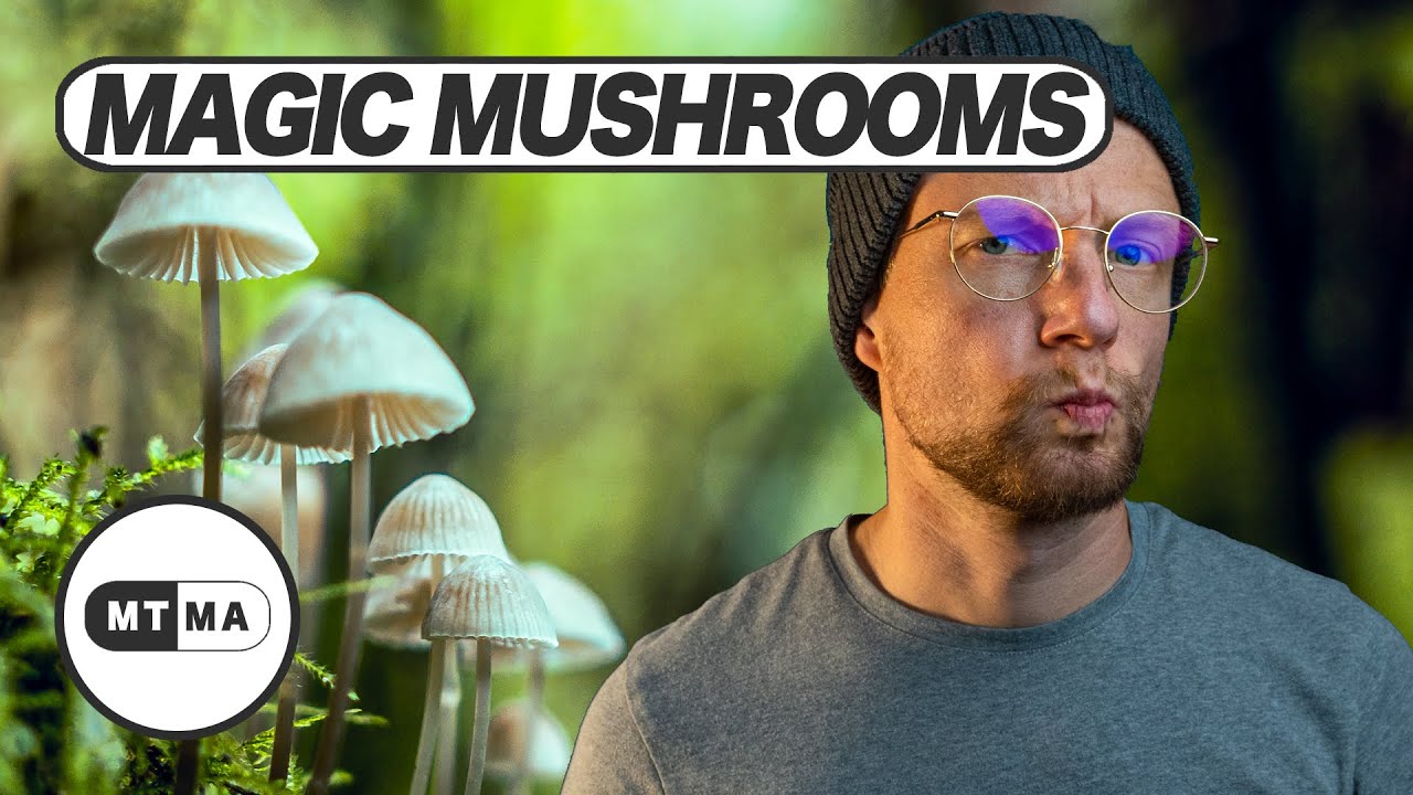 Magic Mushrooms, Zauberpilze - wie wirken sie? Sind die gefährlich?