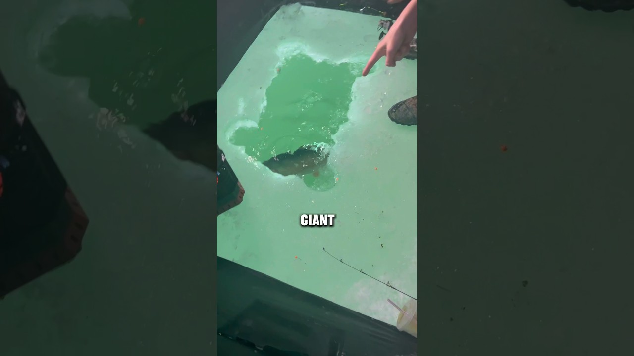 Losing the BIGGEST Trout in the Lake
