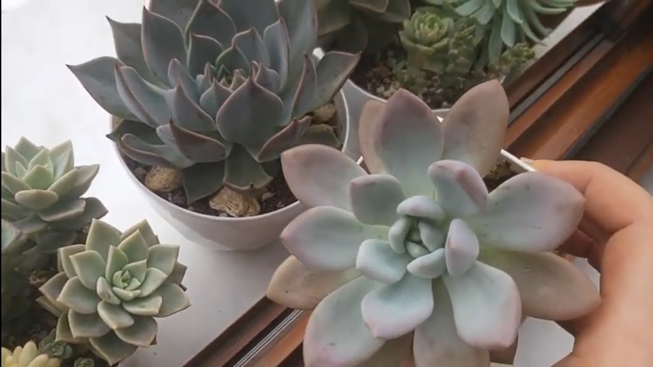 ☀️Gölgeleme Filesi Neden Kullanmıyorum? Sukulentlerim.. #sukulentbakımı #succulent #vlog