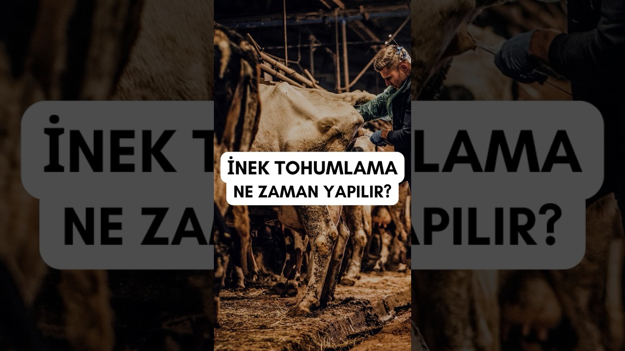 İneklerde tohumlama i&ccedil;in en uygun saatler ne zaman? #SuniTohumlama #İnekTohumlama #TohumlamaZamanı