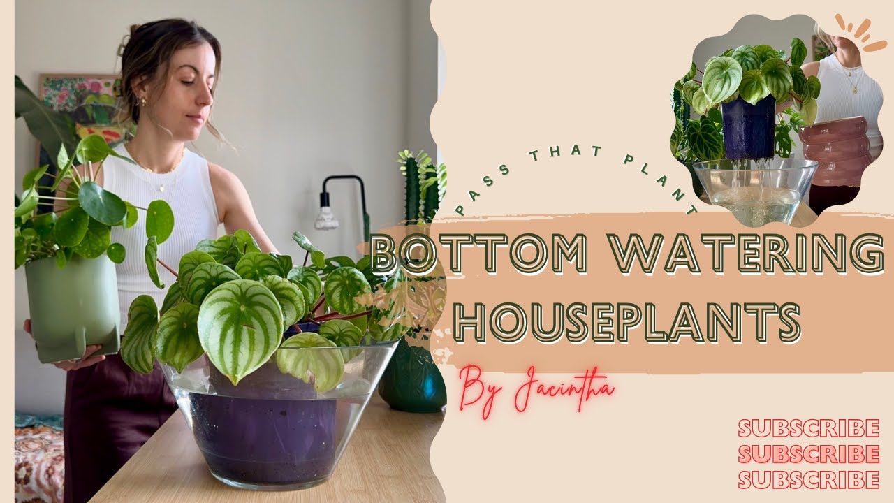 Bottom Watering Houseplants Timelapse with Plant Names | Reverse Watering vs. Top Watering #Plants
