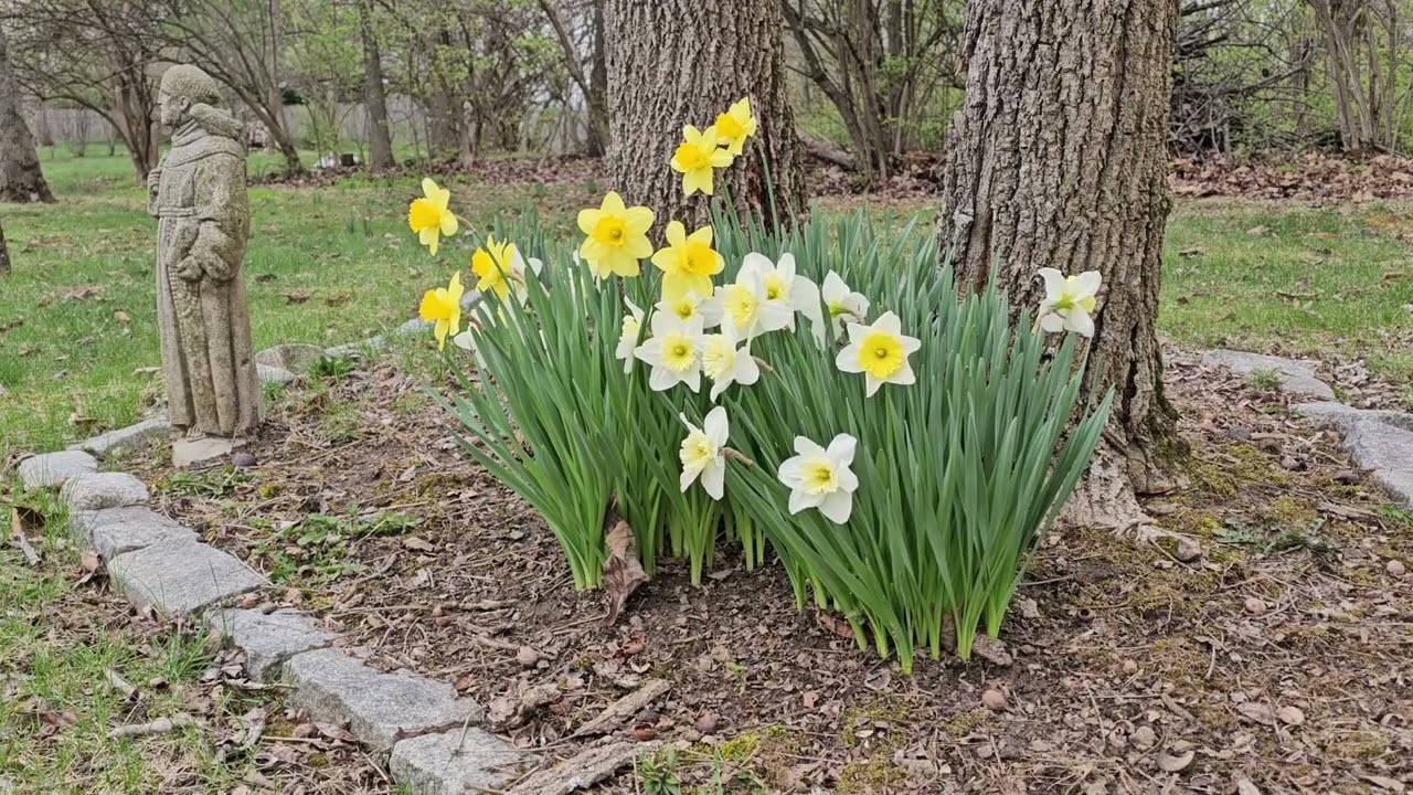 Backyard Birds & Daffodils 2024