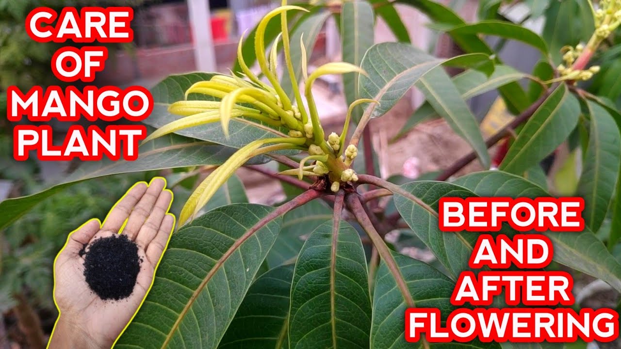 Mango Tree Care Before Flowering And After Flowering In Pot (IN HINDI)
