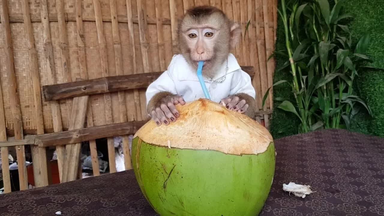 Wow So Smart Monkey Koko Drinking Coconut Water