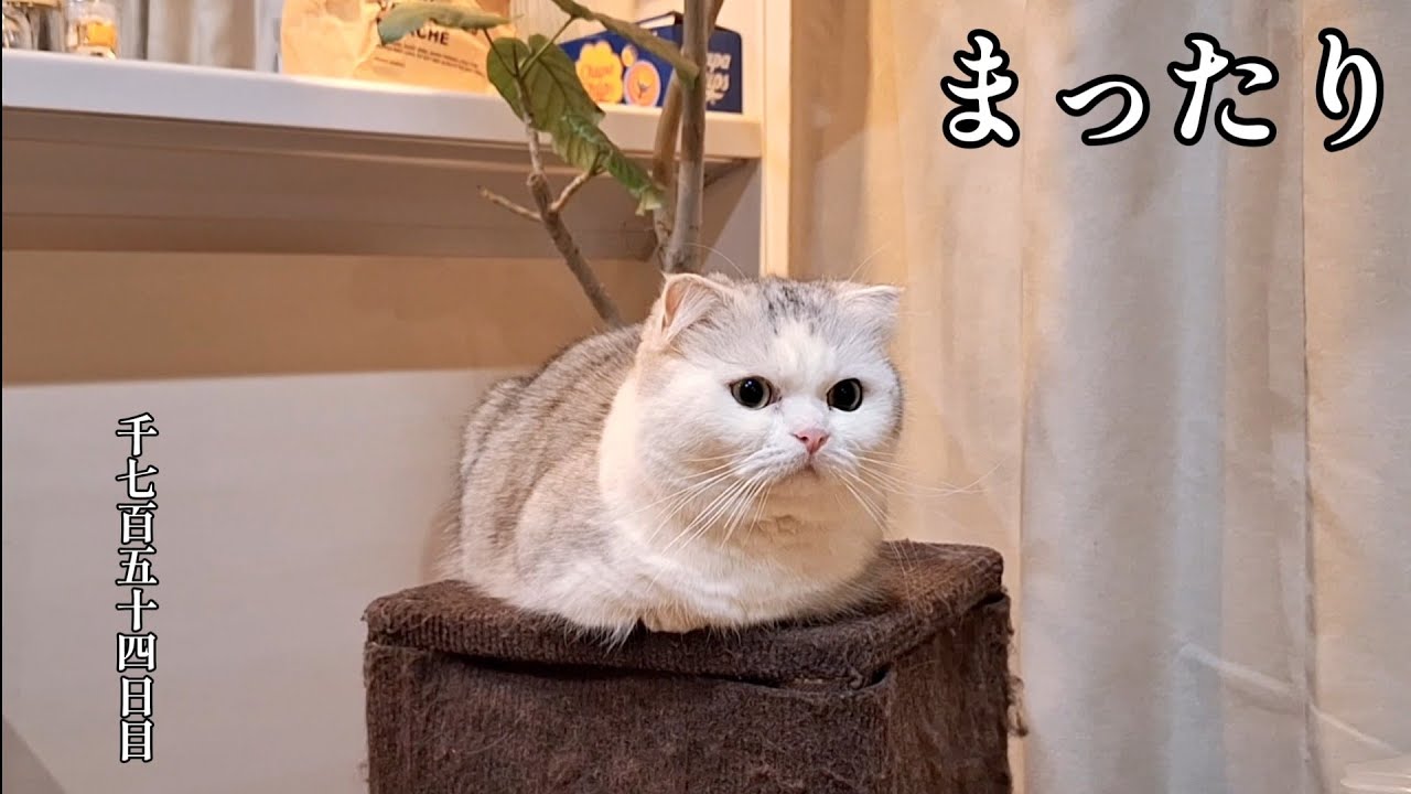 まったり　こねこ成長日記　千七百五十四日目