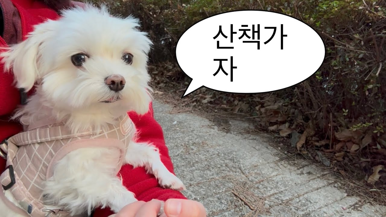 바보 강아지 산책 asmr