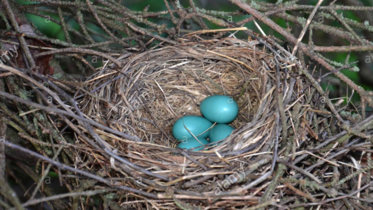 Living through Covid-19 & Beyond #10: Robin's Nest