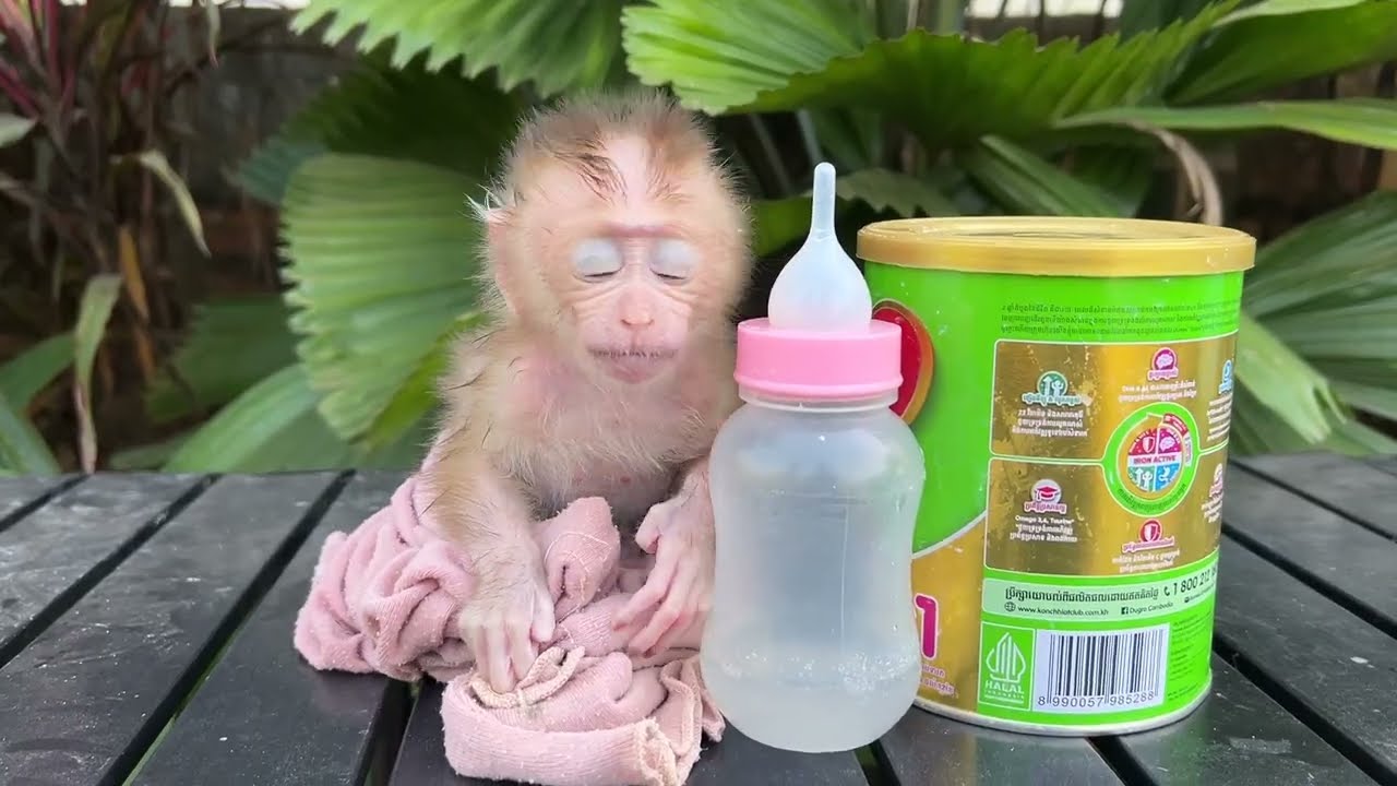 heh dad give milk please......................(⌐■_■)