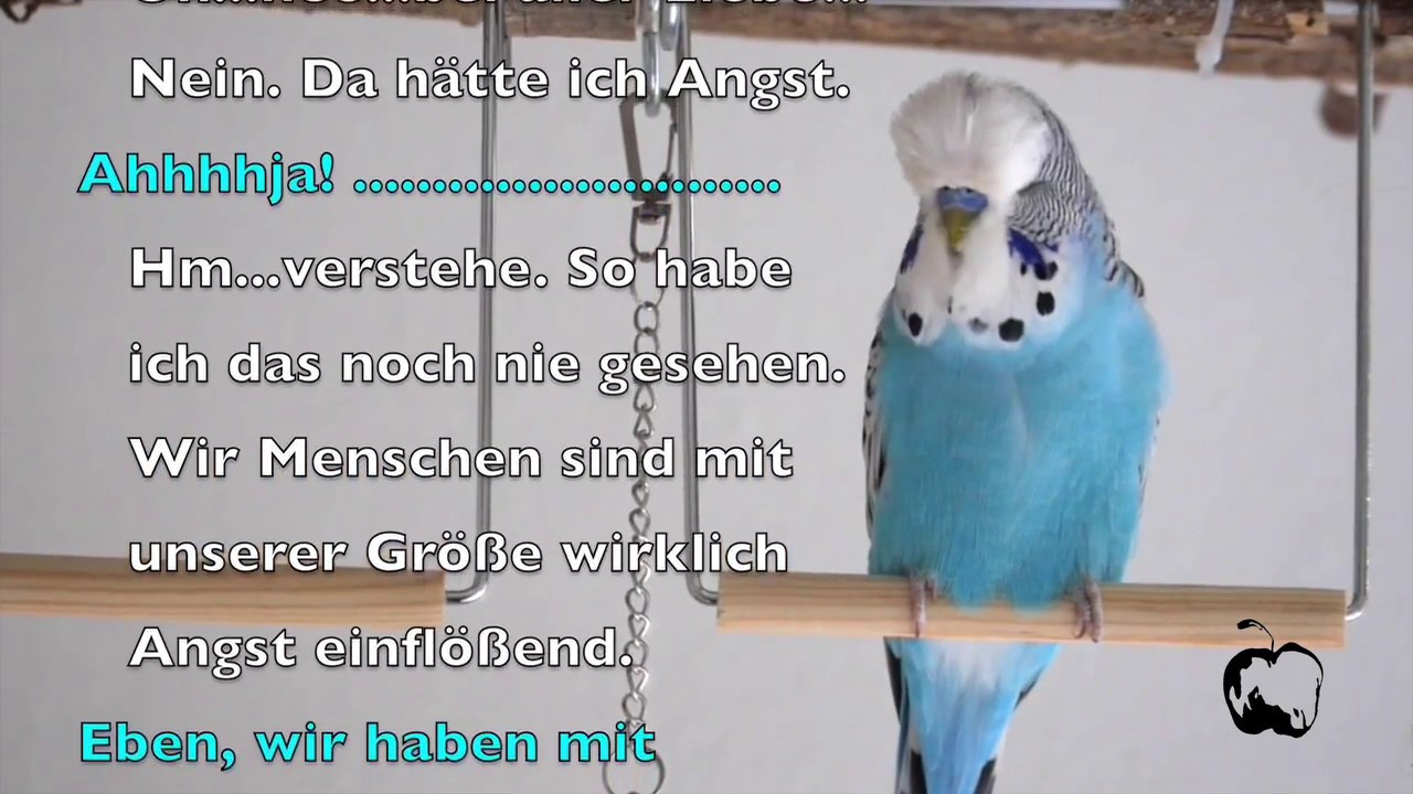 4. Ein Welli bittet zum Gespräch 4.Teil (Zahm?)
