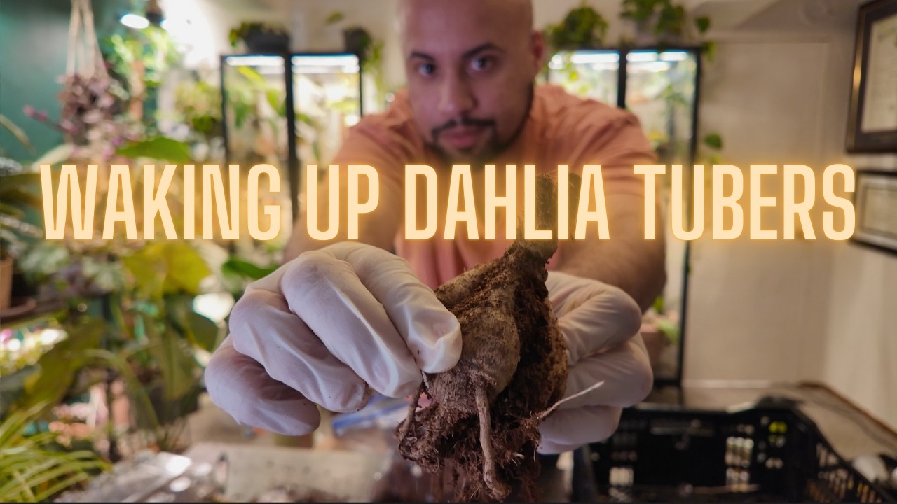 Waking Up Dahlia Tubers and Starting Dahlia Seeds I Saved From My Dahlia Field