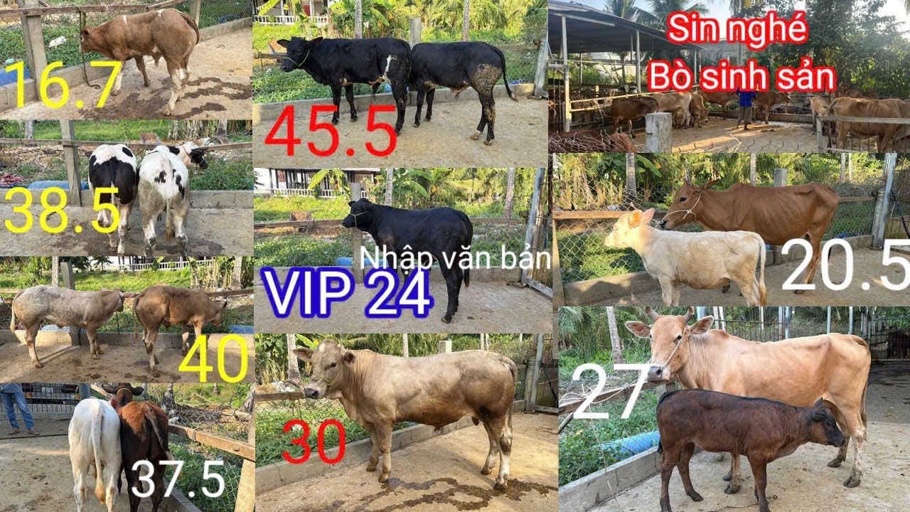 17.3| Cái sin tơ sin sản, mẹ con. Đực độ 16tr7. Đực lứa vip và 3b lở bin.