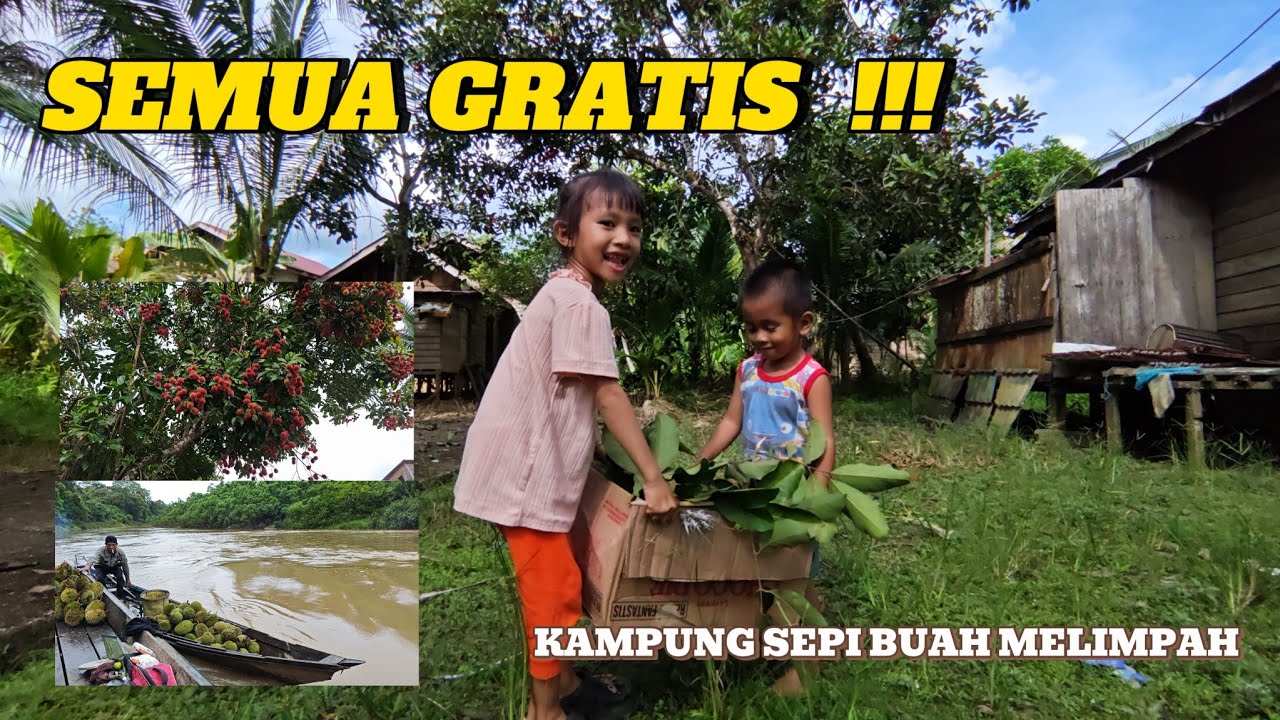MUSIM DURIAN HUTAN | Kampung Sepi, Tetapi Semua Buah Gratis 😫