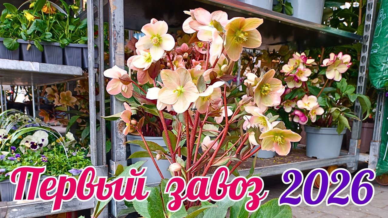 🌺Ура! Весна! Первый весенний завоз в садовый отдел Leroy Merlin (Польша 2026). Обзор!