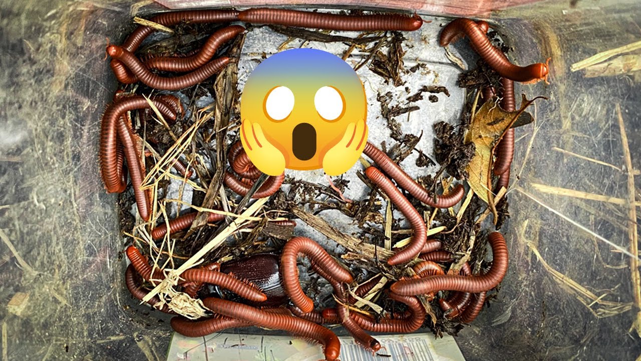Lifted the Straw and Found a Swarm of Millipedes Crawling Everywhere!