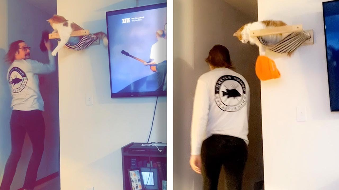 Man Gets His Own Back On Hat-Stealing Cat | Cheeky Felines
