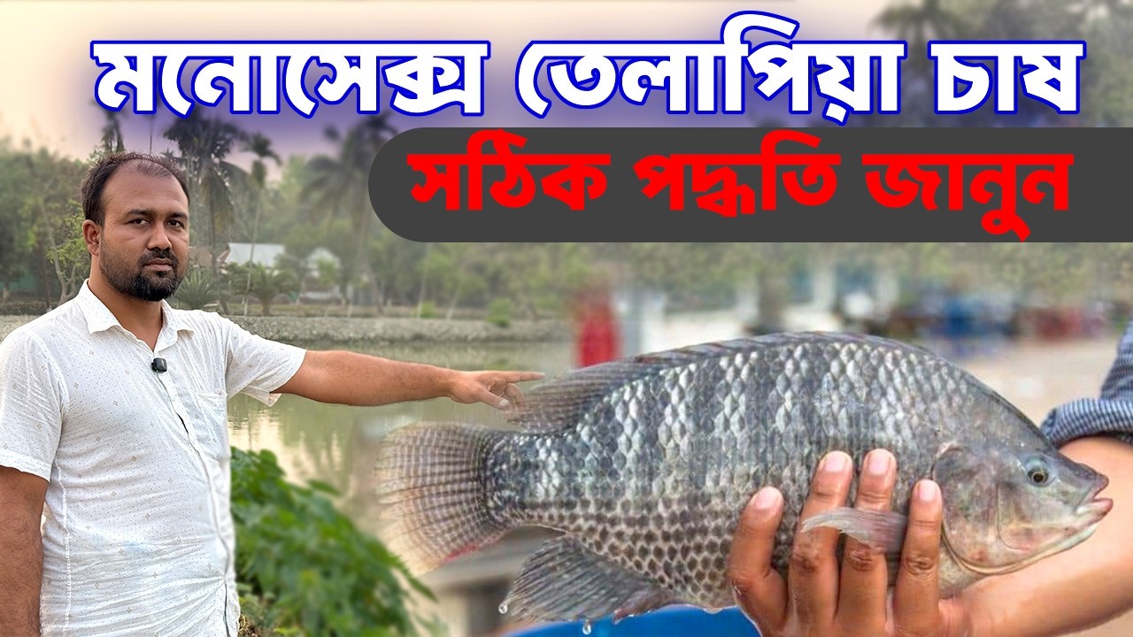 মনোসেক্স তেলাপিয়া মাছ চাষ সম্পূর্ণ গাইড | পোনা থেকে বাজার পর্যন্ত লাভের হিসাব