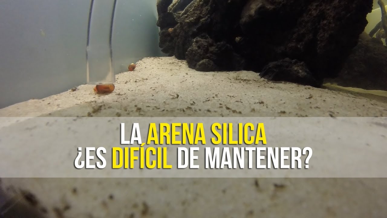 CÓMO SIFONAR CON ARENA SÍLICA O ARENA DE SÍLICE | ACUARIOS DE TEHUACÁN