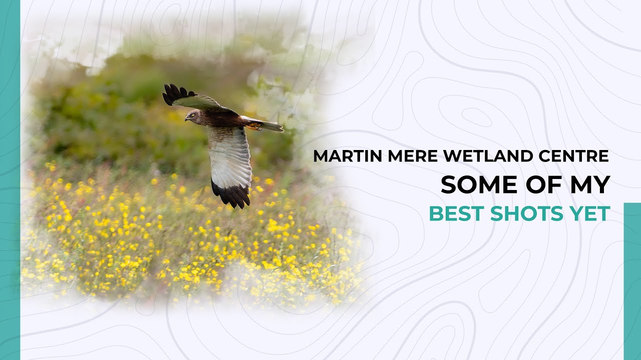 Martin Mere Wetland Centre | Capturing some of my best photos yet!